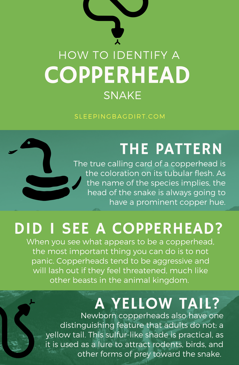 How to identify a copperhead