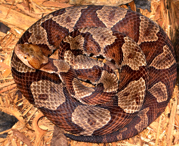 A coiled copperhead snake