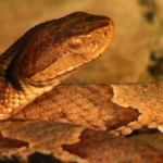 How to identify a Copperhead Snake